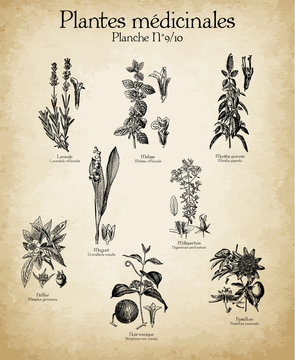 Gravures anciennes plantes m&eacute;dicinales N&deg;9/10