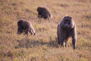 landscape with elephants in the Masai Mara National Park in Keny