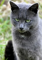 Chat gris au yeux verts 