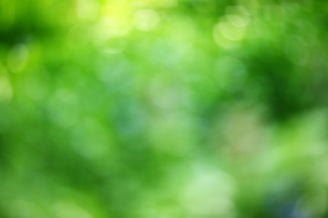 Naklejka na ściany i meble Nature green blurred background