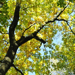 Chêne en automne 