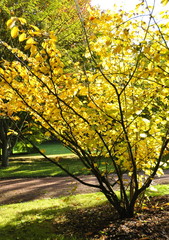 Hamamelis  mollis en automne, feuillages jaunes 