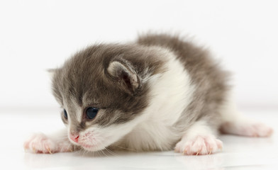 Small gray kitten isolated on white 