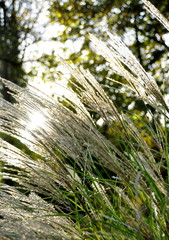 Graminées, plante vivace, jardin 