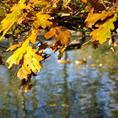 Feuilles de chêne, arbre, reflet dans l'eau, automne 