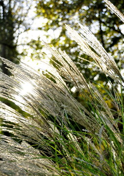 Gramin&eacute;es, plante vivace, jardin 