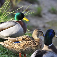 Canard Colvert , canne