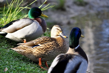 Canard Colvert , canne