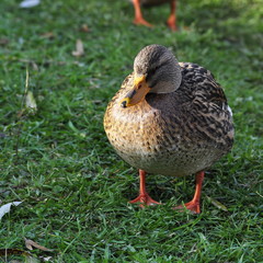 Canard Colvert , canne