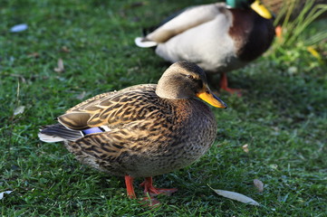 Canard Colvert , canne