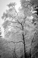 A sneefall in the forest .