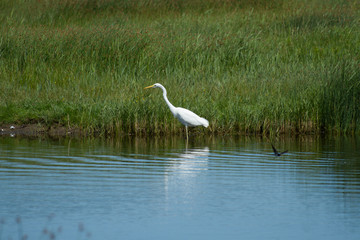 Vögel am Wasser