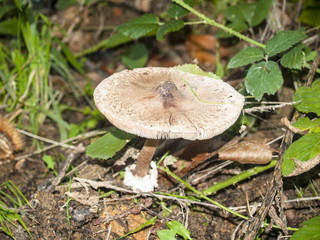 Lepiota - Mushroom on the forest