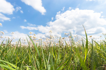 Obraz premium meadow