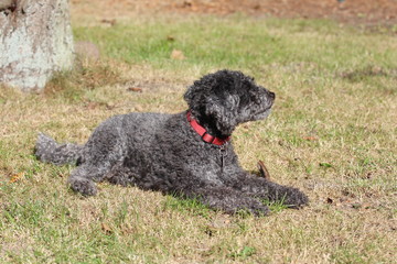 poodle, dog, sea, animals, nature, water, baltic Sea, 