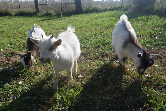 Three Billy Goats