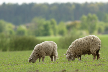 sheep