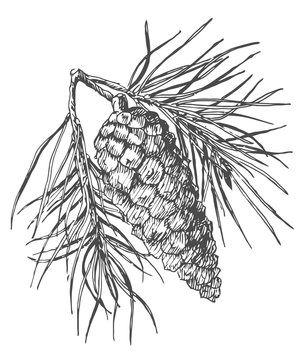 Hand drawing pine cone on fir branch with needles.