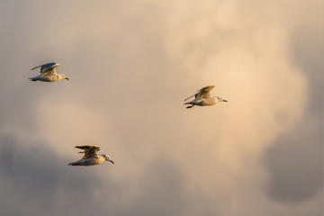 Un altro sporco, maledetto, duro, giorno da gabbiani