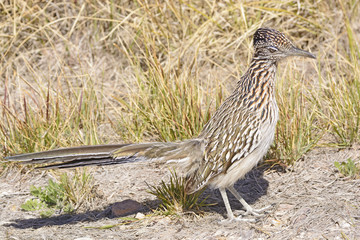 Road Runner in the Desert