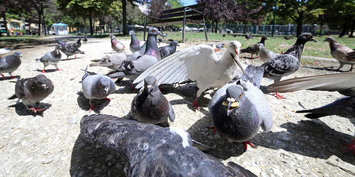 pigeons looking for crumbs of bread in the public park