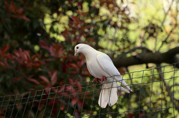 white dove resting on a wire mesh