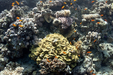 Naklejka na ściany i meble Beautiful coral reef near the Dahab city of Egypt