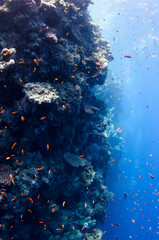 Fototapeta na wymiar Beautiful coral reef near the Dahab city of Egypt