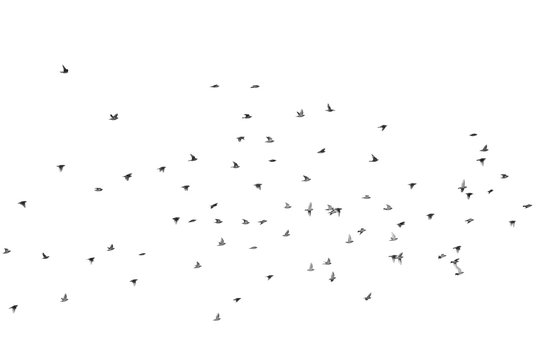 Group of waxwing flies over the sky, isolated on white