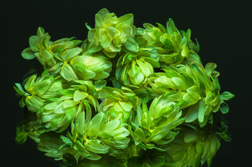 Green hop cones on a dark background