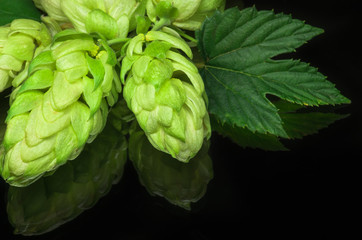 Green hop cones on a dark background