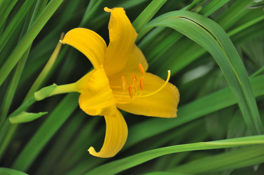 Single yellow lilly on green background