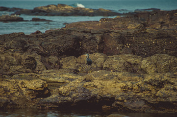 Naklejka na ściany i meble Grey heron at the rock in the beach