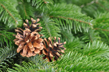 Christmas Tree. Pine tree or Fir Tree with Cones Closeup