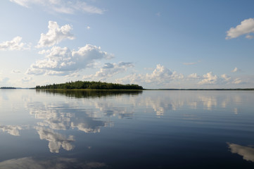 Beautiful forest at the lake's edge