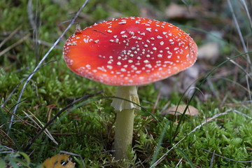 mushroom, forest, toxic, autumn, cooking, eat