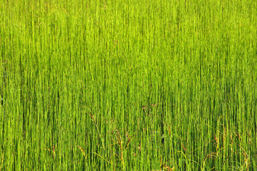 Obraz na płótnie Canvas Green grass background