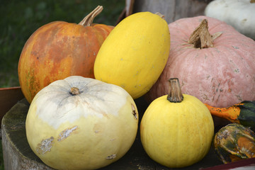 Pumpkins at Halloween and pumpkin market in USA.