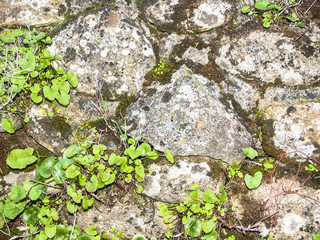Natural texture of moss on a wall