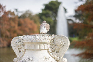 Groups of sparrows resting on a ledge next to a lake in Retiro P