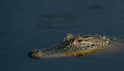 American Alligator