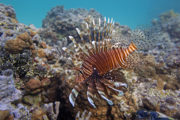 Pterois antennata fish over coral reef in the Red Sea, close-up