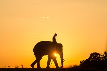 Obraz na płótnie Canvas Silhouette Sunset Sunrise action of Thai Elephant in Surin provi