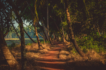 Obraz premium Palm grove with red earth in the rays of the setting sun