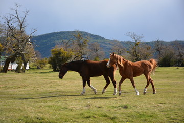 Fototapeta na wymiar Horse in Patagonia Chile