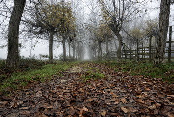 The hill of Tuscany, paradise is next  VII / Tuscany My country My love