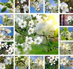 Spring trees collage
