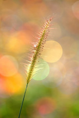 Soft focused of Grass with a colorful background.
