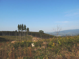 Fototapeta na wymiar Deforestation in the Carpathians