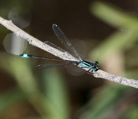 libellule sur une brindille,demoiselle